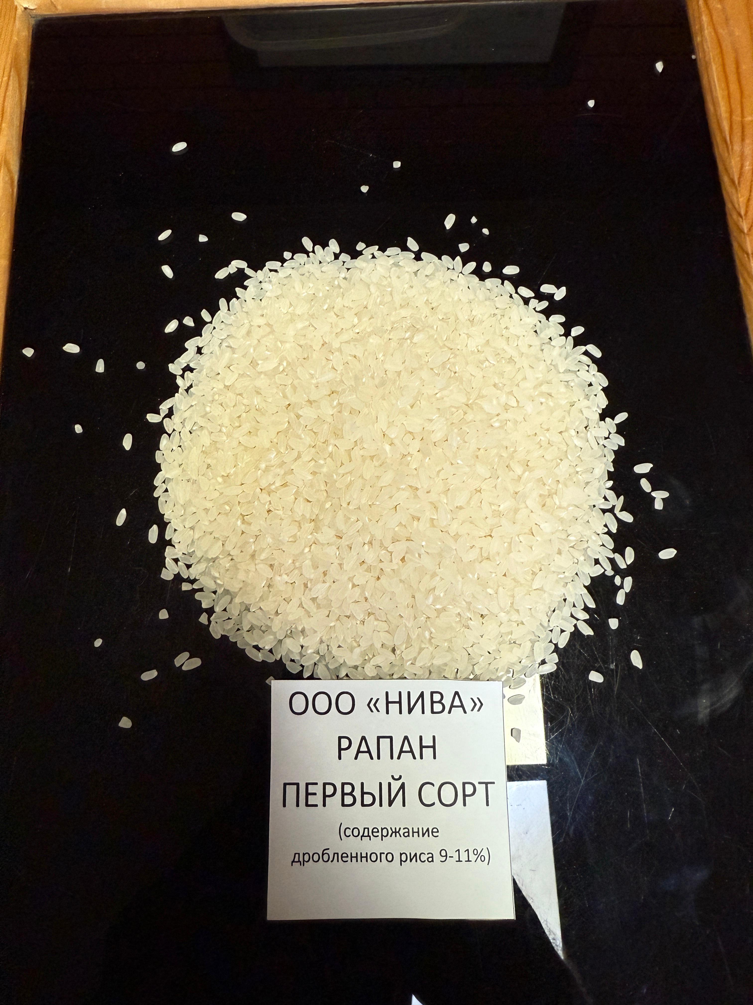 Рапан 1-й сорт