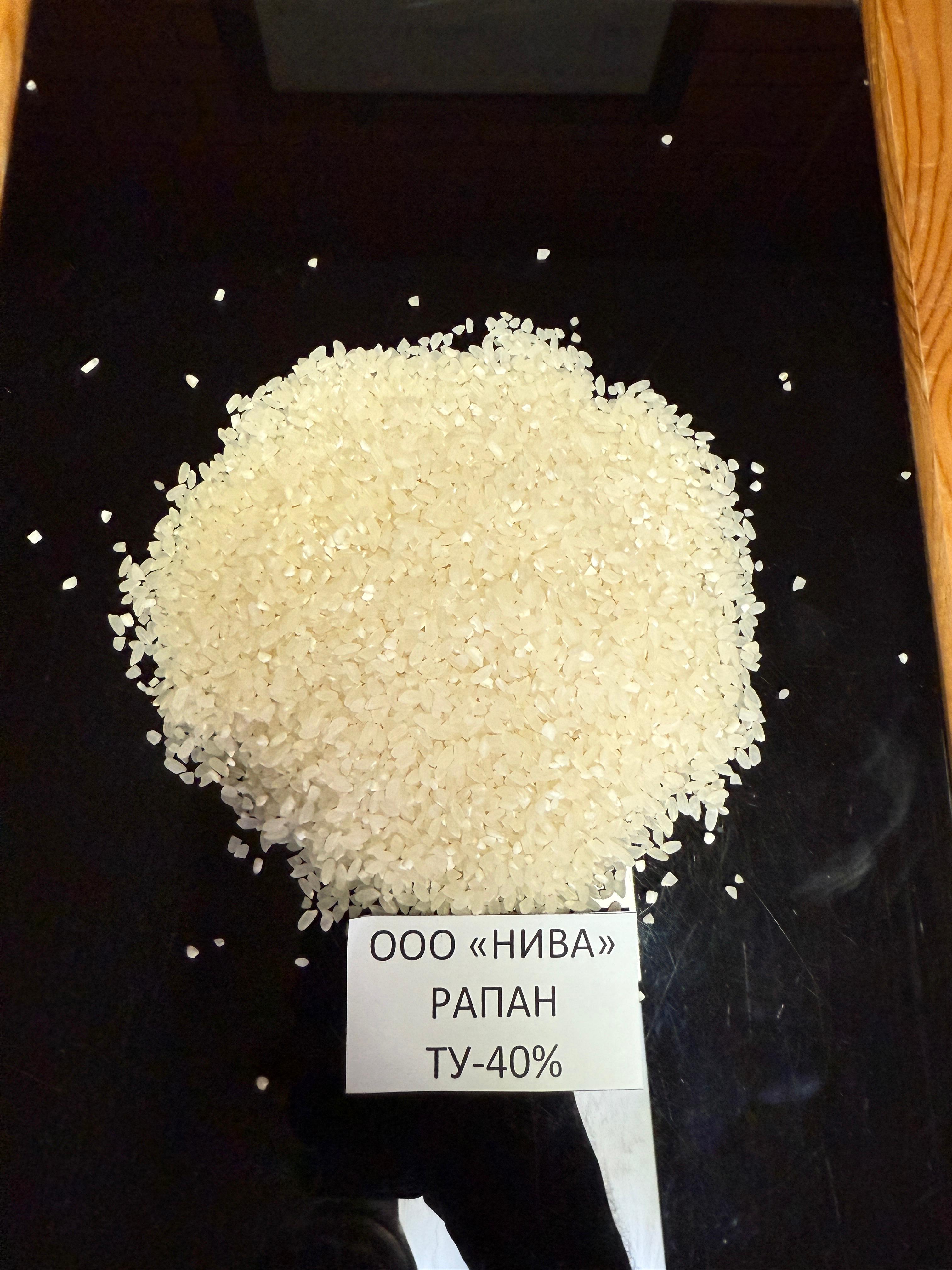 Рапан Ту-40%