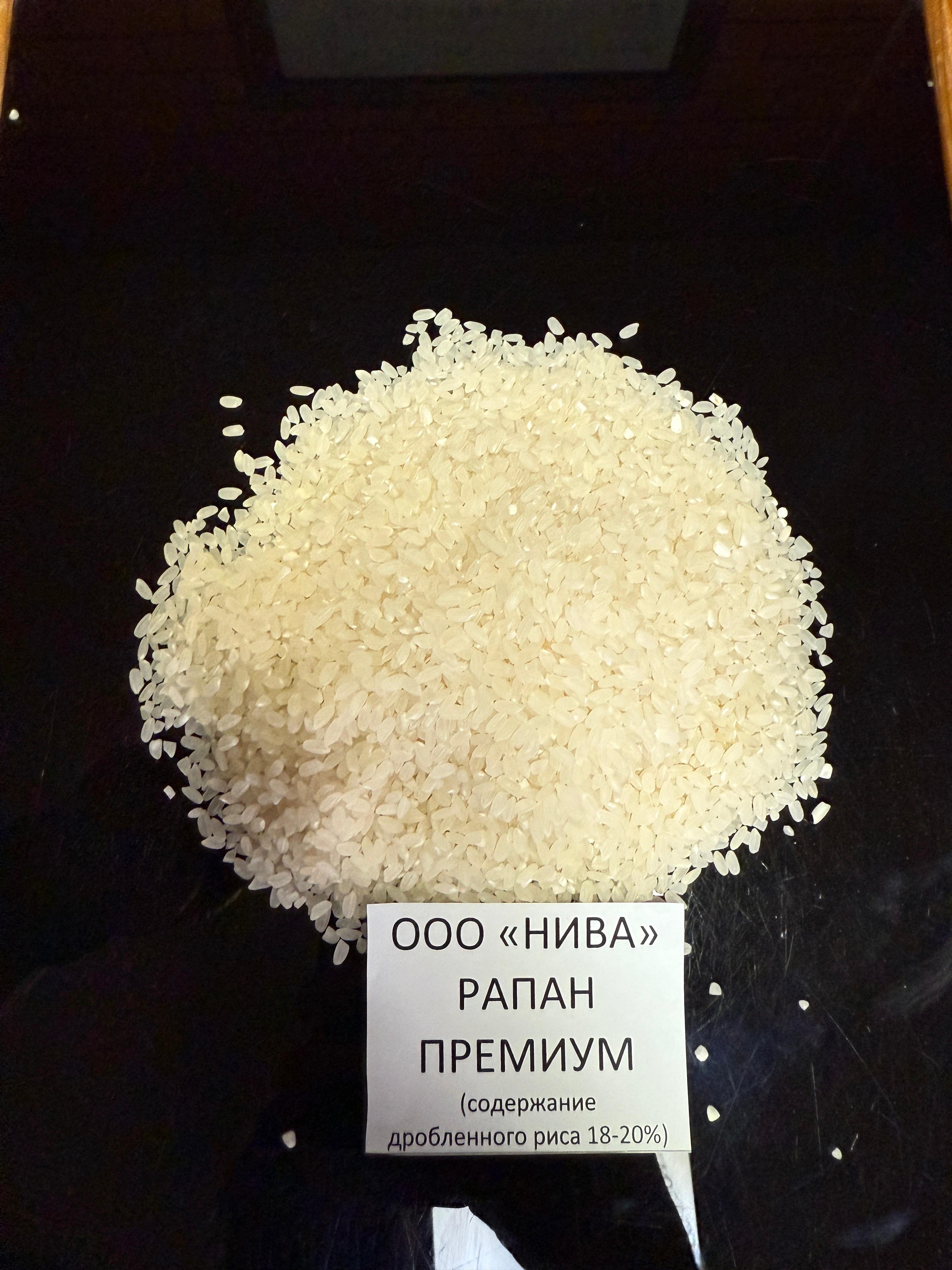 Рапан премиум