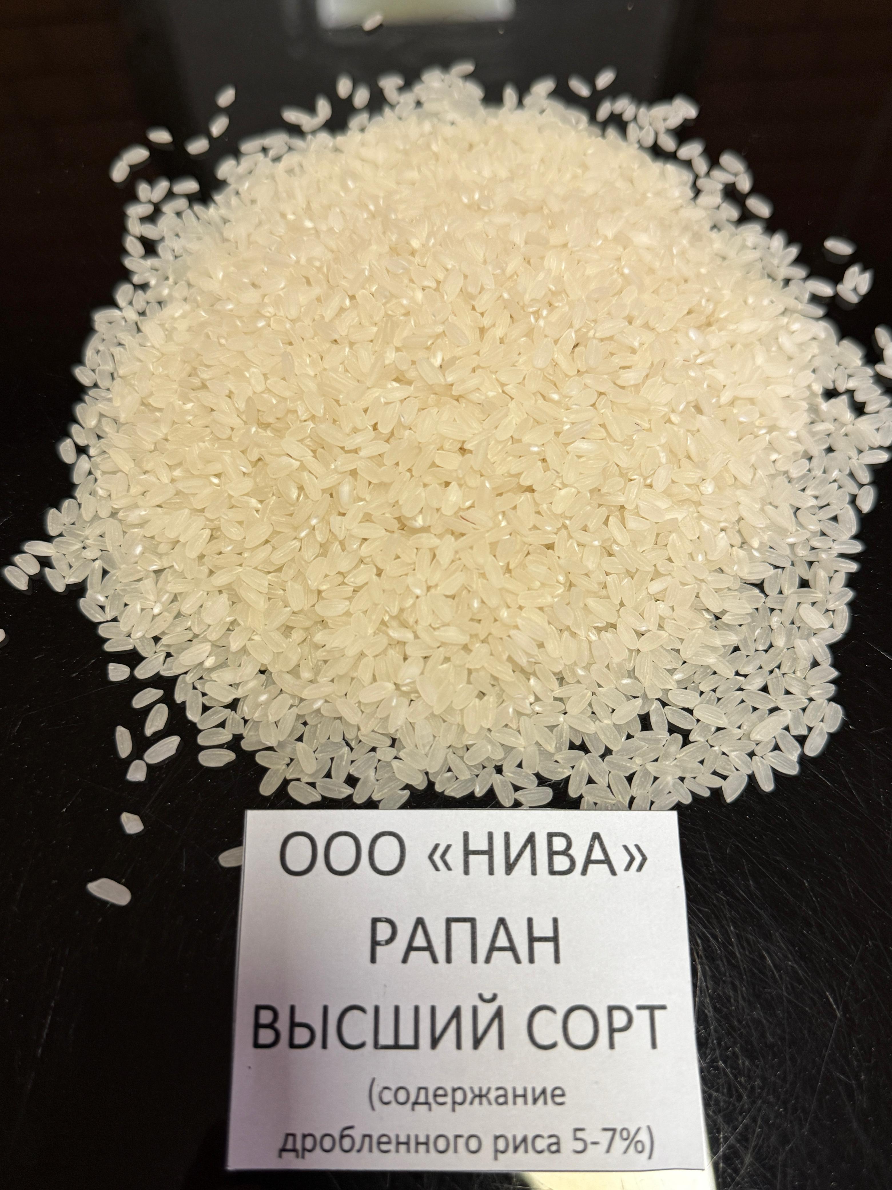 Рапан высший сорт